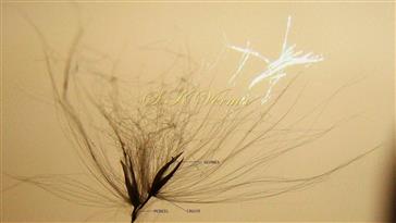  Spikelet pair with silky hairs from pedicel, callus and back of glumes